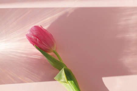Pink tulip in sun rays on pink background flat lay. Hello spring. Modern creative spring banner. Happy womens day. 8 march. Floral minimal greeting card, space for text.の写真素材