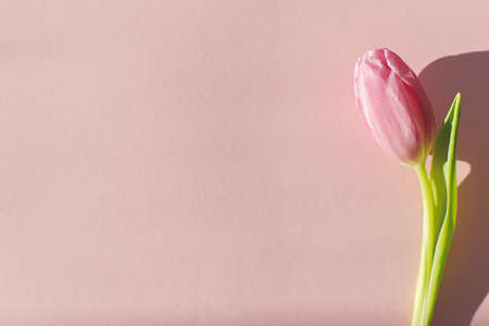 Pink tulip in sunlight on pink background flat lay. Hello spring. Modern creative spring image. Happy womens day. Happy Mothers day. Floral minimal greeting card, space for text. 8 marchの写真素材
