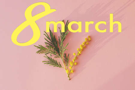 8 march. Happy womens day text on  mimosa flower flat lay on pink background in sunlight. Stylish...