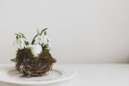 Stylish Easter table setting. Natural egg with snowdrops in nest on modern plate on white wood. Modern Easter table rustic decoration. Space for textの写真素材