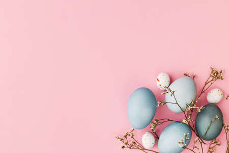 Easter eggs and flower flat lay on pink background with space for text. Modern natural dyed blue easter eggs and white flowers on pink. Greeting card template, easter backgroundの写真素材