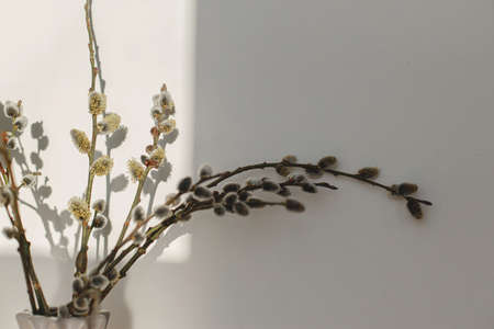 Willow branches close up in sunny light on white wall background. Happy Easter ! Simple stylish easter decor aesthetics. Space for text. Blooming pussy willow, spring timeの写真素材