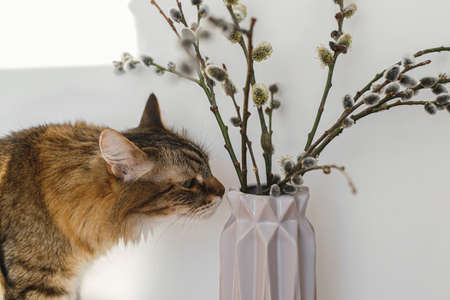 Cute tabby cat smelling willow branches close up in sunny light in room. Happy Easter ! Pet and spring holiday decor. Maine coon sniffing blooming pussy willow, spring timeの写真素材