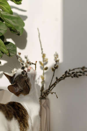 Cute little kitten smelling willow branches close up in sunny light in room. Happy Easter ! Pet and spring holiday decor. Cat sniffing blooming pussy willow, spring timeの写真素材