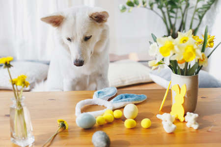Cute dog sitting at table with bunny ears, daffodils flowers, eggs, decorations. Happy Easter. Pet and easter at home. Adorable white swiss shepherd dog posing at festive table in sunny roomの写真素材