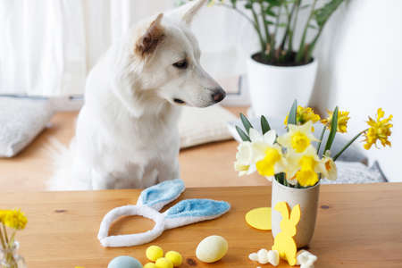 Cute dog sitting at table with bunny ears headband, flowers, eggs, decorations. Happy Easter. Pet...