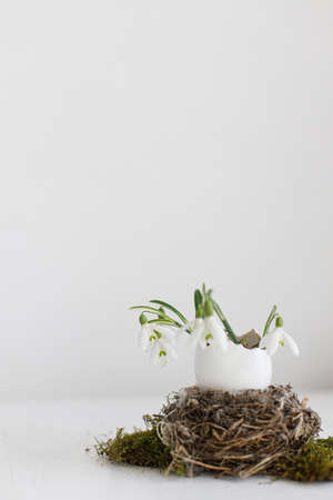 Easter rustic still life. Easter egg shells with blooming snowdrops in nest on aged white wooden...