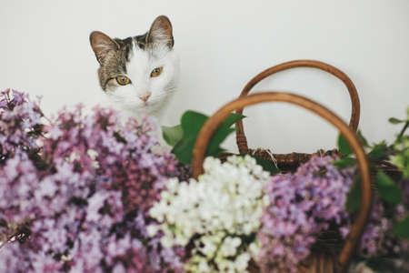 Portrait of cute kitten looking at beautiful lilac flowers in wicker basket. Adorable curious cat playing at lilacs on rustic background. Spring flowers and pet at rural homeの写真素材