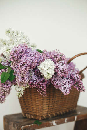 Beautiful lilac flowers in wicker basket on wooden chair. Purple and white lilacs petals close up, floral composition in home. Spring rustic still life on rural background. Mothers day or weddingの写真素材