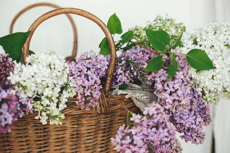 Beautiful lilac flowers in wicker basket on wooden chair. Spring rustic still life on rural...