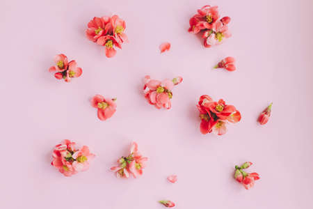 Stylish red flowers composition on pink background flat lay. Womens day and Mothers day. Spring quince flowers layout. Floral greeting card template. Happy Easter. Hello Springの写真素材
