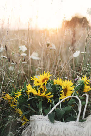 Beautiful sunflowers in straw bag in summer meadow in warm sunset light . Tranquil atmospheric moment in countryside. Gathering sunflowers bouquet among wildflowers in evening fieldの写真素材