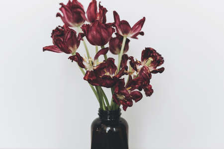 Faded tulips. Withered red flowers bouquet in glass bottle on white background. Floral composition with dry withering tulips. Life and pain, love and grief conceptの写真素材