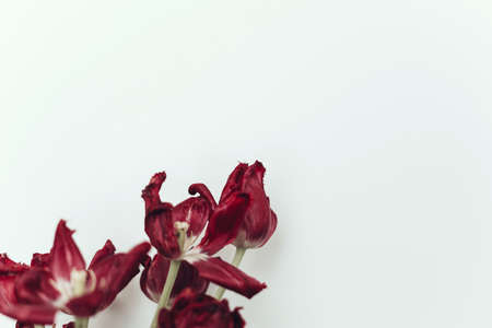 Faded tulips. Withered red flowers bouquet on white background. Floral composition with dry...