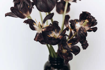 Faded tulips. Withered black flowers bouquet on white background. Floral composition with dry withering tulips, nature wallpaper. Life and pain, love and grief conceptの写真素材