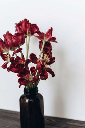 Faded tulips. Withered red flowers bouquet in glass bottle on white background. Floral composition with dry withering tulips. Life and pain, love and grief conceptの写真素材