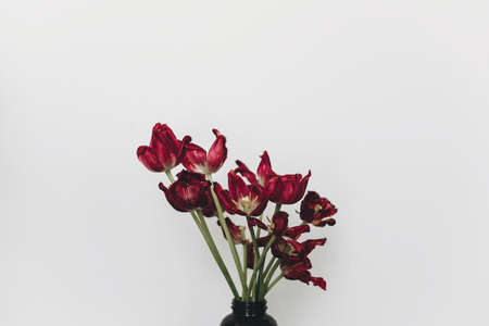 Faded tulips. Withered red flowers bouquet in glass bottle on white background. Floral composition with dry withering tulips. Life and pain, love and grief conceptの写真素材