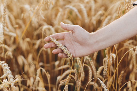 Woman hand holding wheat stem in field, close up. Grain harvest. Female hand touching ripe wheat...