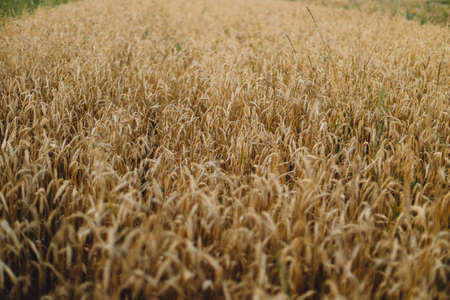 Wheat stems in evening field. Global hunger and food crisis. Summer grain harvest and rural slow...