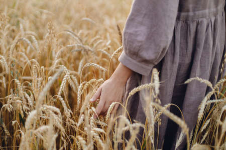 Woman hand holding wheat stems in field, cropped view. Atmospheric tranquil moment. Female in rustic...