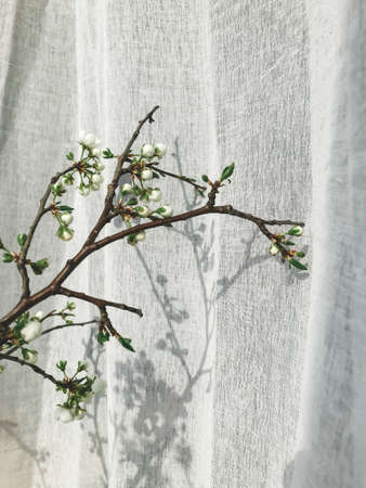 Blooming cherry branch in sunlight against linen curtains. Home Decor and spring details. Vertical phone photoの写真素材