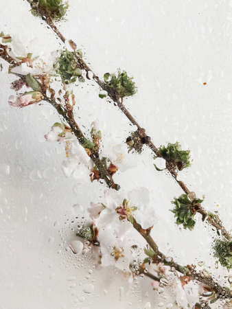 Water drops on glass on background of blooming cherry branch in stylish room. Creative spring...
