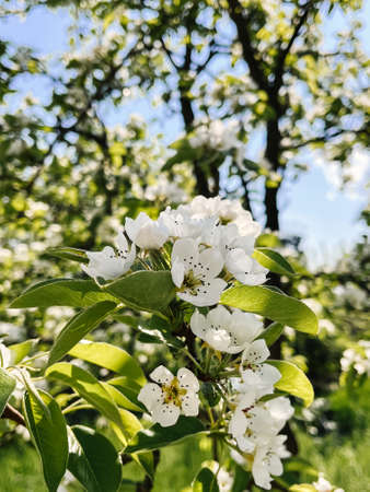 Beautiful pear blossoms in sunny orchard. Hello spring. Blooming apple tree branches in garden....