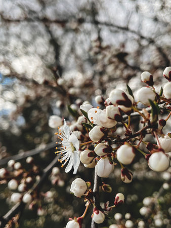 Beautiful cherry blossoms in sunny meadow close up. Hello spring. Blooming cherry tree branches....