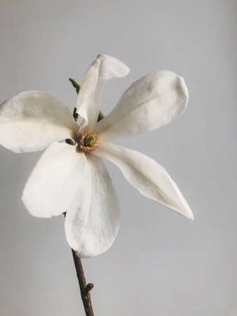 Beautiful magnolia flower on white wall background  in stylish room. Stylish minimal natural home decor. Creative spring details. Vertical phone photoの写真素材