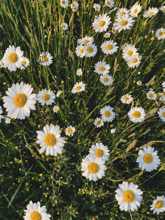 Beautiful daisy flowers in evening sunshine in grassland. Tranquil atmospheric summer meadow....