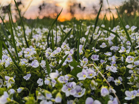 Beautiful veronica flowers in sunset light in grassland. Tranquil atmospheric spring. Blooming blue veronica in garden close up. Phone photo.の写真素材
