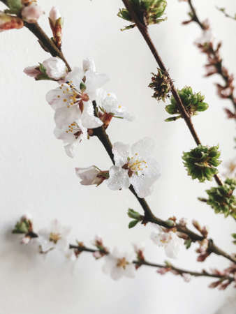 Water drops on blooming cherry branch on white wall background in stylish room. Creative spring details. Vertical phone photoの写真素材