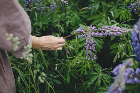 Stylish woman in rustic dress gathering lupine in meadow, hand close up. Cottagecore aesthetics. Young female in linen dress gathering flowers in summer countryside, rural slow lifeの写真素材