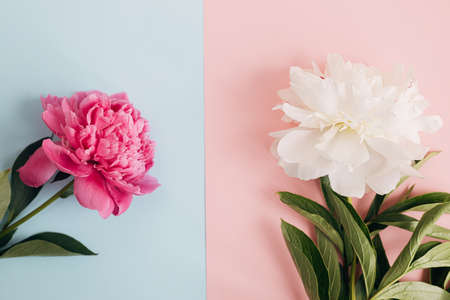 Modern peonies composition on pastel blue and pink paper, flat lay. Creative floral image, stylish greeting card. Fresh pink and white peony flowers top viewの写真素材