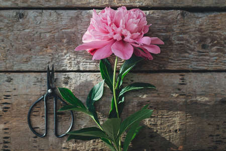 Beautiful peony and scissors flat lay in sunlight on rustic aged wood. Stylish floral greeting card. Fresh pink peony flower on wooden table, moody image. Gathering flowers in countrysideの写真素材