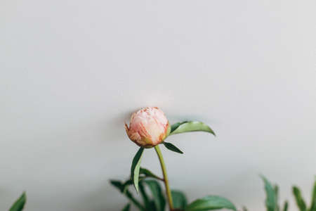 Beautiful peony bud on rustic white background. Gentle pink peony flower against white wall. Modern bohemian decor, stylish comfy detail. Floral moody imageの写真素材