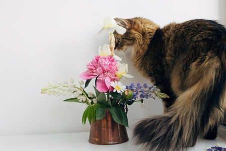Cute cat sitting at summer flowers bouquet in vintage vase on white table. Home decor and pets. Adorable Maine Coon relaxing at stylish peony, lupine and iris arrangement on rustic tableの写真素材
