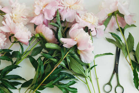 Beautiful peonies and scissors on rustic background flat lay. Gentle pastel pink peony flowers composition, moody image. Gathering flowersの写真素材