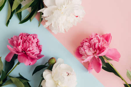 Modern peonies composition on pastel blue and pink paper, flat lay. Creative floral image, stylish greeting card. Fresh pink and white peony flowers top viewの写真素材