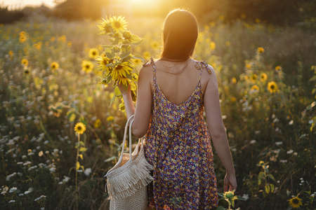 Beautiful woman gathering sunflowers in warm sunset light in summer meadow. Tranquil atmospheric moment in countryside. Stylish young female in floral dress picking sunflowers in evening fieldの写真素材