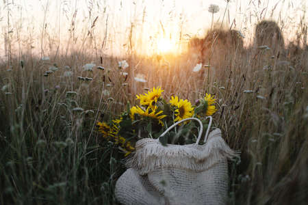 Beautiful sunflowers in straw bag in summer meadow in warm sunset light . Tranquil atmospheric moment in countryside. Gathering sunflowers bouquet among wildflowers in evening fieldの写真素材