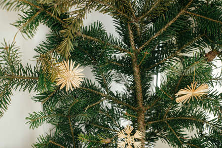 Stylish straw ornaments on fir branches in festive room. Simple eco decoration, straw stars on...