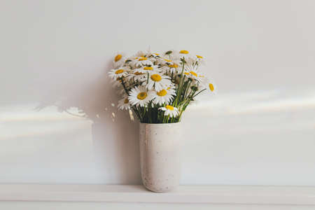 Beautiful daisy flowers in sun ray on white background. Summer vibes, simple home decor. Daisy bouquet in modern ceramic vase in boho room. Summer wallpaper, copy spaceの写真素材