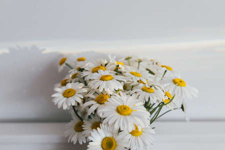 Beautiful daisy flowers in sun ray on white background close up. Summer vibes, simple home decor. Daisy bouquet in modern ceramic vase in boho room. Summer wallpaperの写真素材