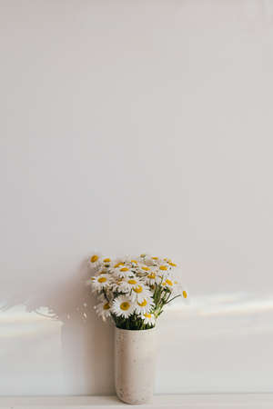 Beautiful daisy flowers in sun ray on white background. Summer vibes, simple home decor. Daisy bouquet in modern ceramic vase in boho room. Summer wallpaper, copy spaceの写真素材