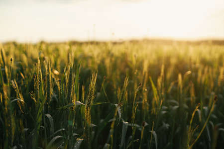 Wheat field in sunset light. Green wheat or rye ears and stems  close up in warm evening sunshine. Tranquil atmospheric moment. Agriculture and cultivation. Summer in countryside, wallpaperの写真素材