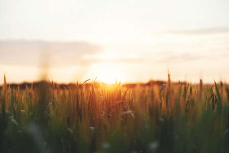 Wheat field in warm sunset light. Wheat or rye ears and stems close up in evening sunshine. Tranquil...