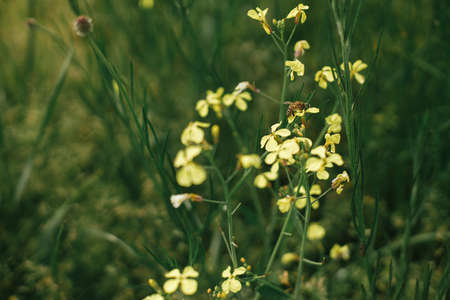 Bee pollinating wildflowers in summer field. Bee sitting on yellow flowers among green grass close...