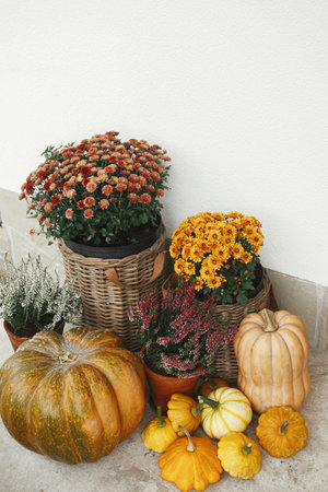 Autumn flowers in wicker baskets, pumpkins, heather wooden door, rustic fall decor of farm house outdoor. Harvest timeの写真素材