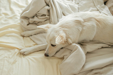 Cute sad dog lying and relaxing on bed. Adopted dog in cozy home. Adorable white dog sleeping on beige sheets in comfortable bedroom. Nap timeの写真素材